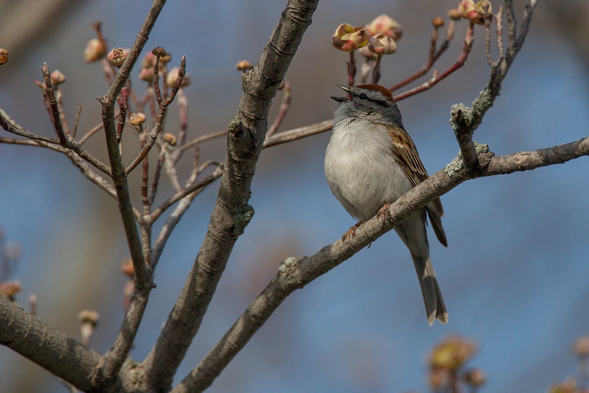 Chipping Sparrow - ML40596171