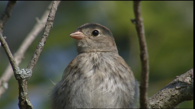 Field Sparrow - ML405964