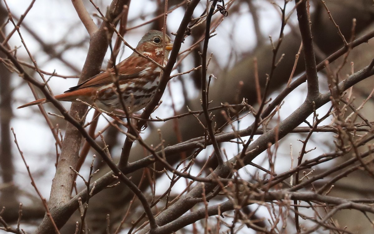 Fox Sparrow (Red) - Anonymous