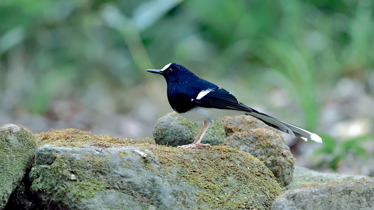 White-crowned Forktail - xiwen CHEN