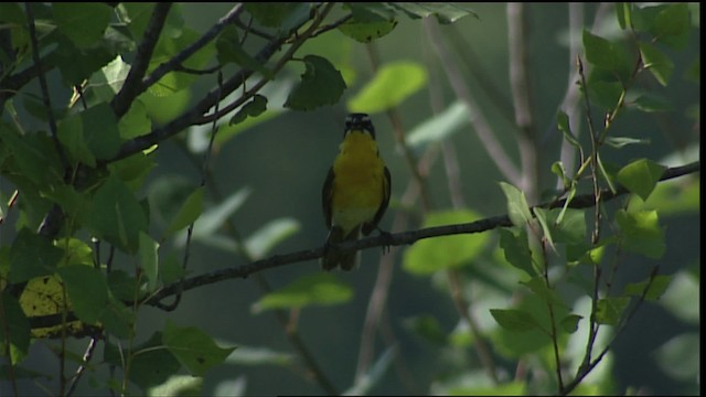Yellow-breasted Chat - ML405971