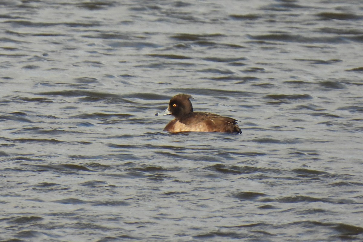 Tufted Duck - ML405978871