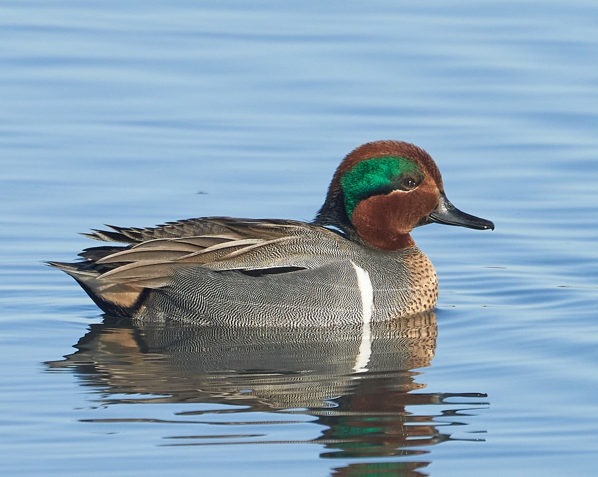 Green-winged Teal - ML405980871