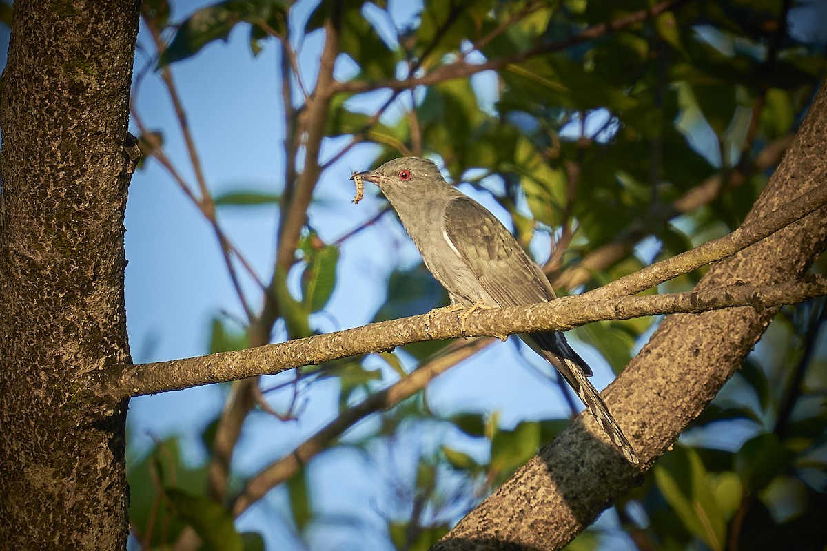 Gray-bellied Cuckoo - ML405981361