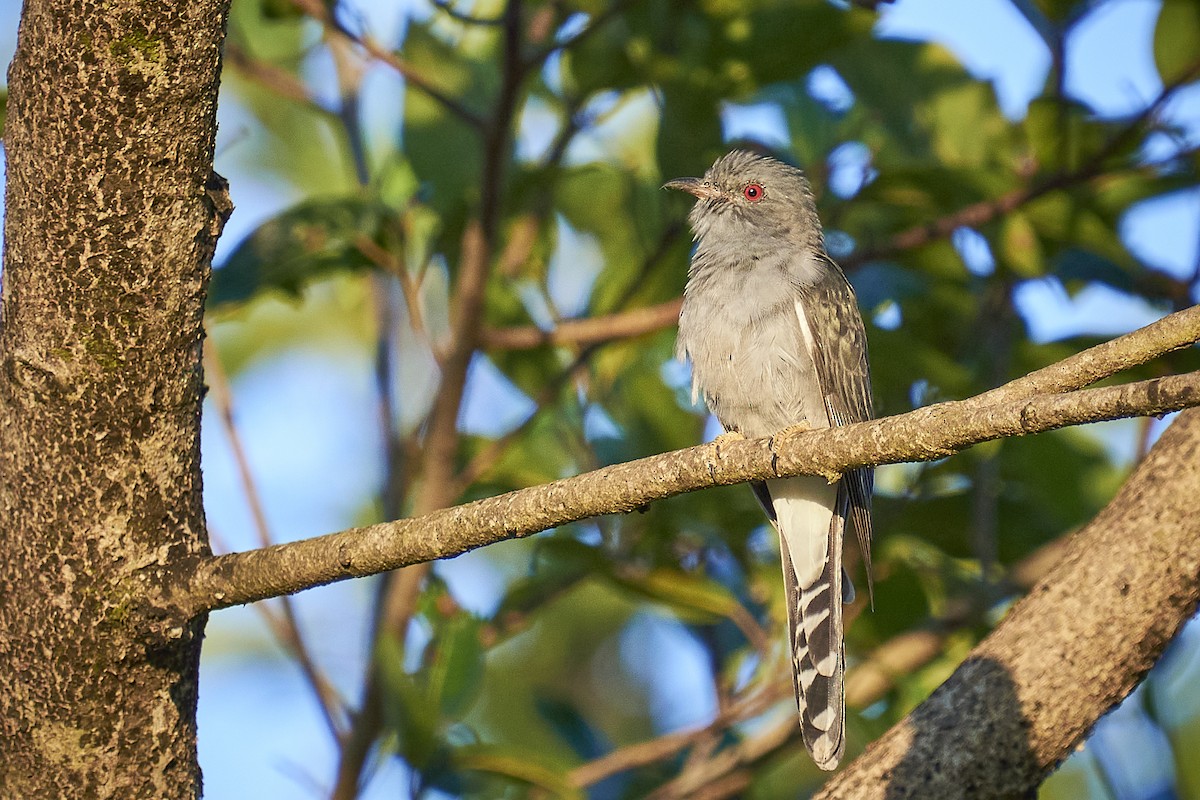 Gray-bellied Cuckoo - ML405981371