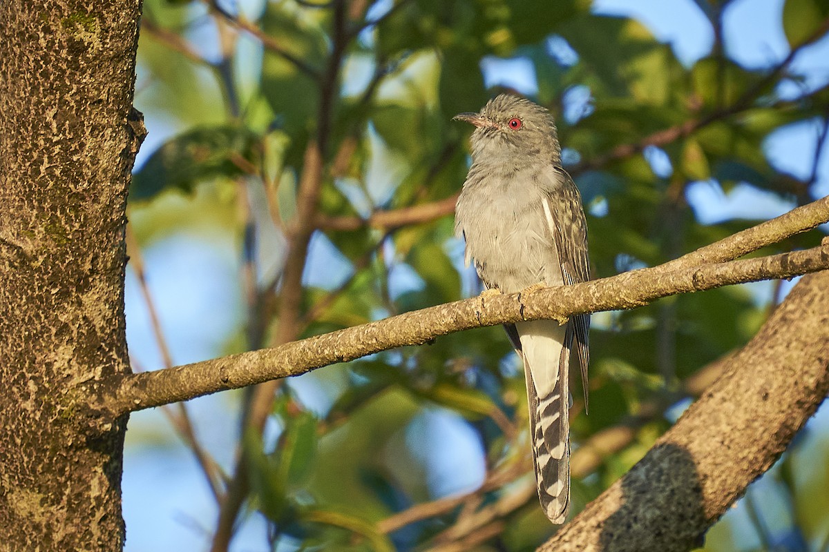 Gray-bellied Cuckoo - ML405981391