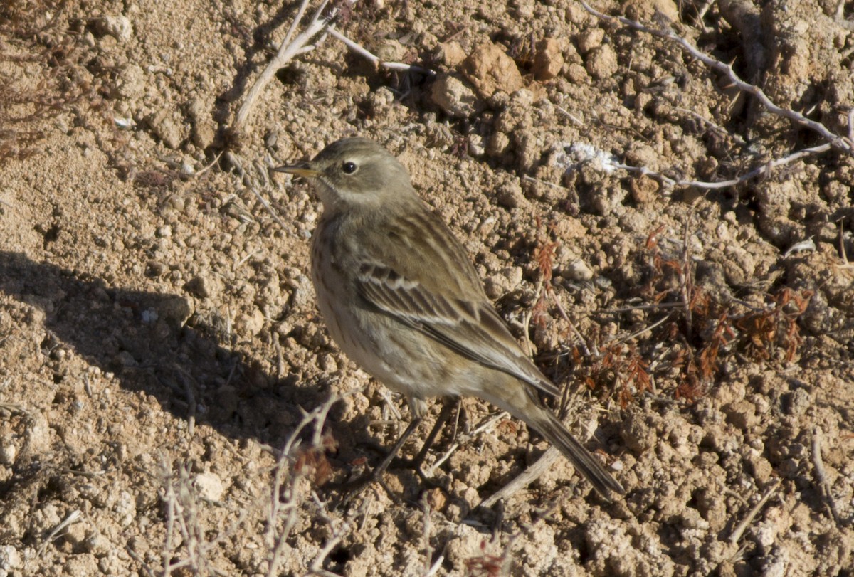 Water Pipit - ML405986861