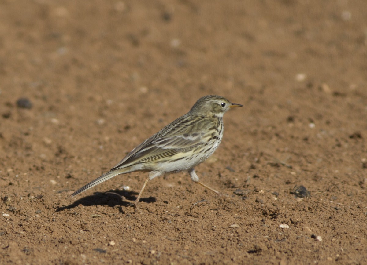 Meadow Pipit - ML405986971