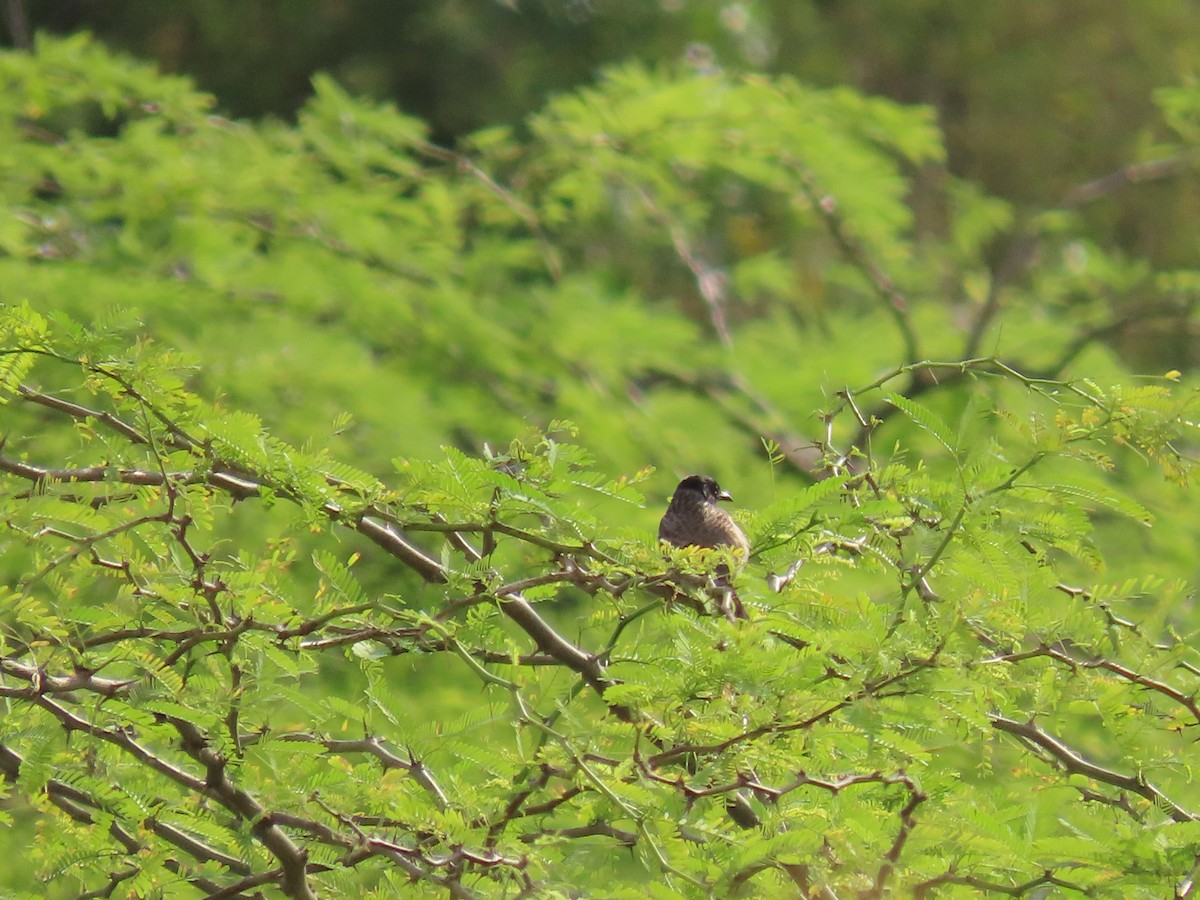 Red-vented Bulbul - ML405989531