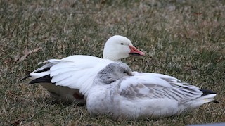 Snow Goose, ML405989991