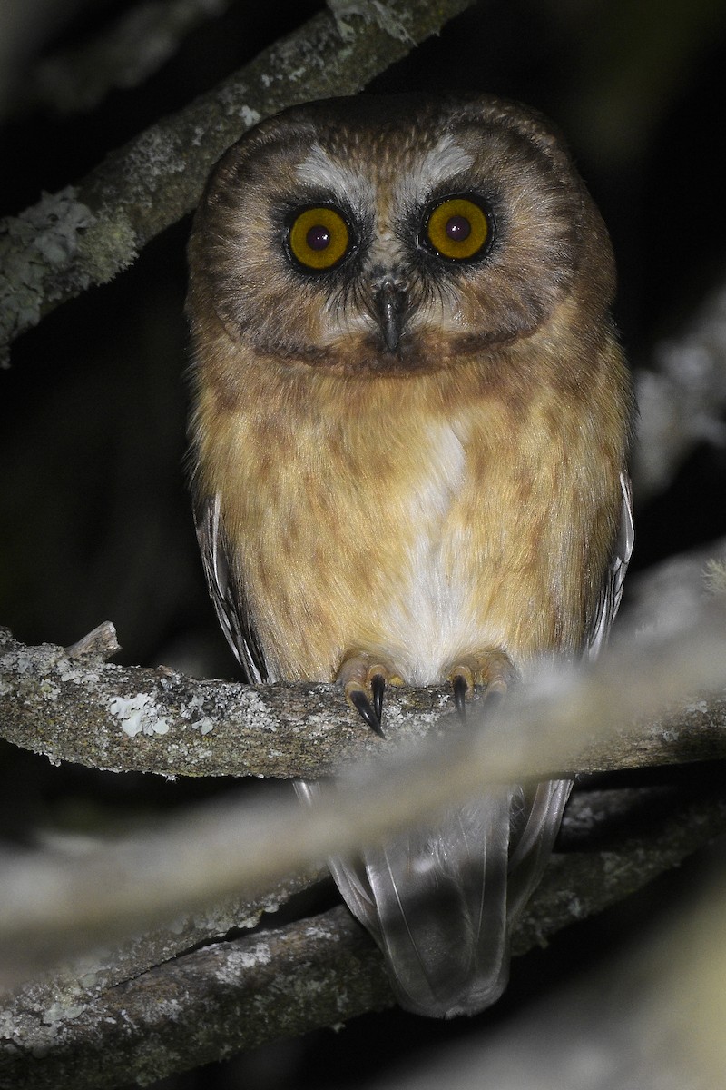 Unspotted Saw-whet Owl - ML405990781