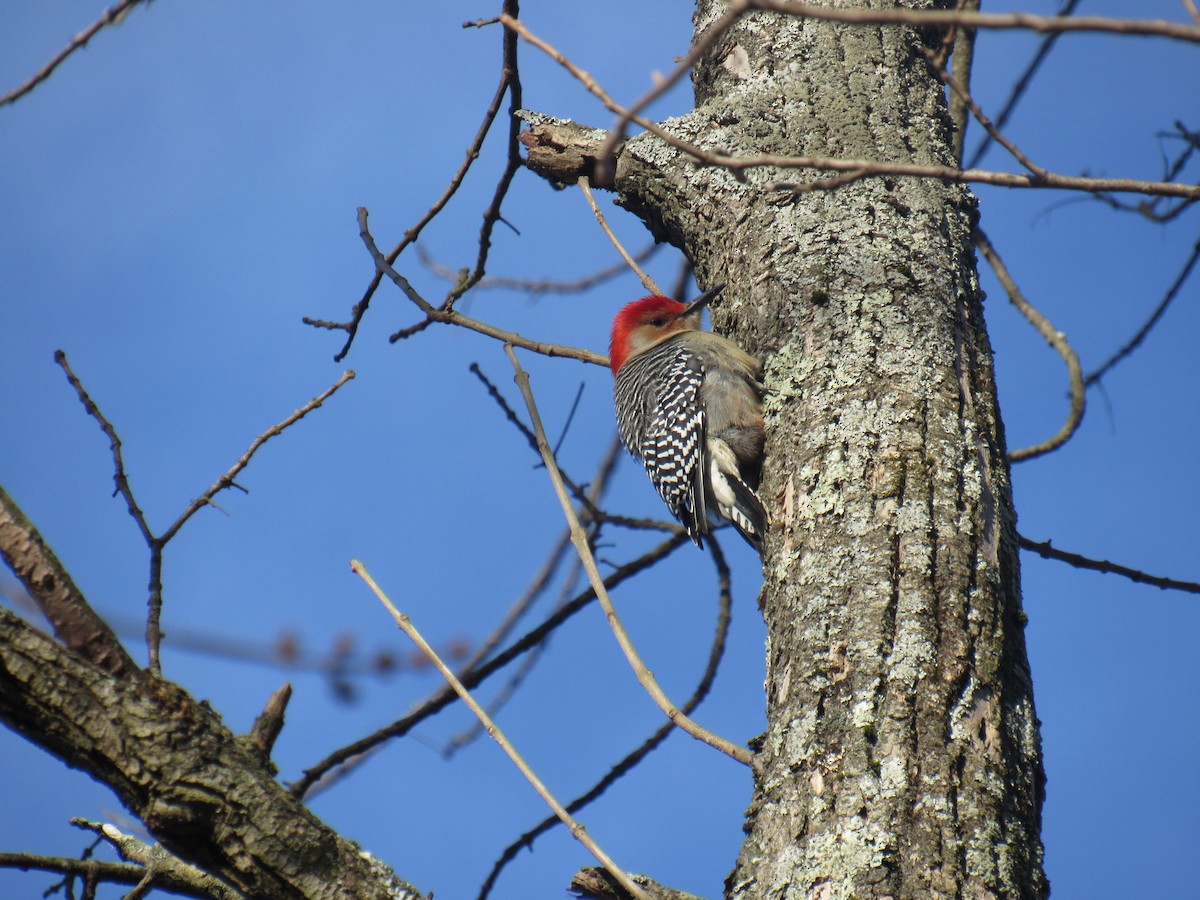 Red-bellied Woodpecker - ML405991521
