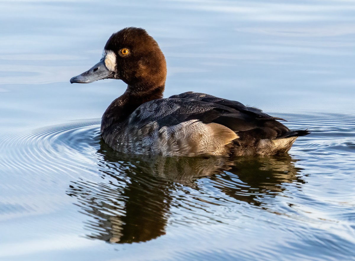 Greater Scaup - ML405991691