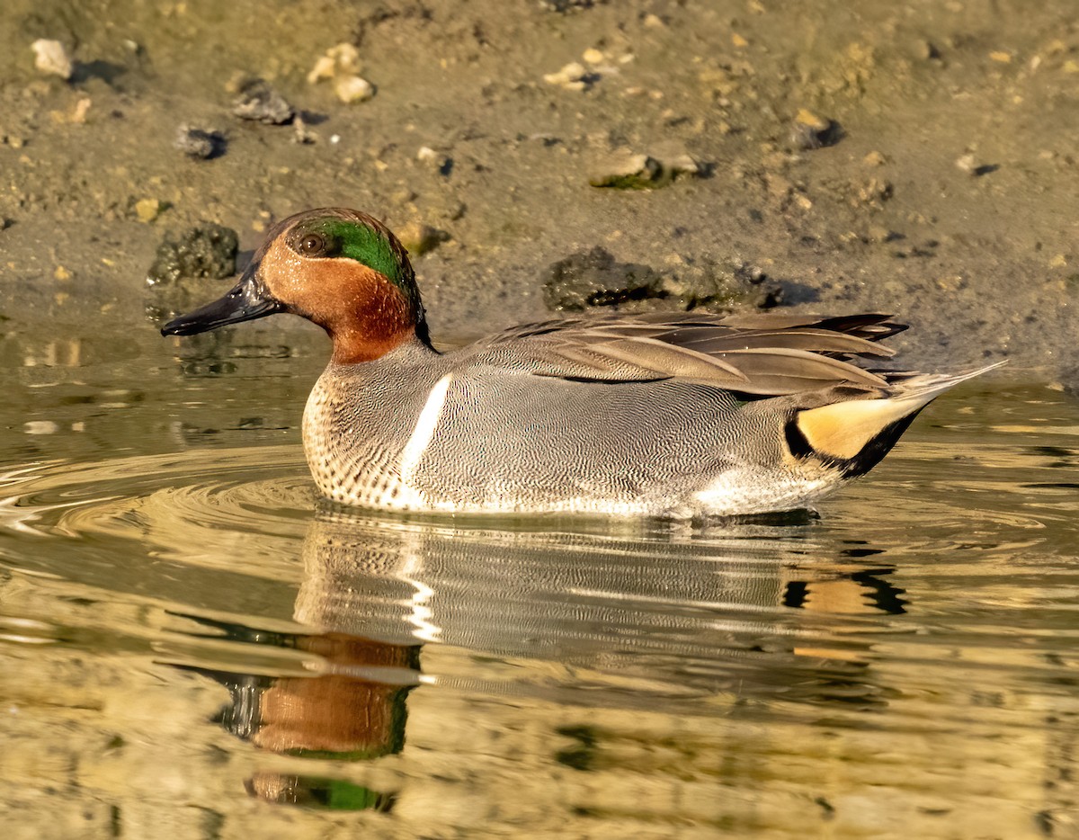 Green-winged Teal - ML405991801