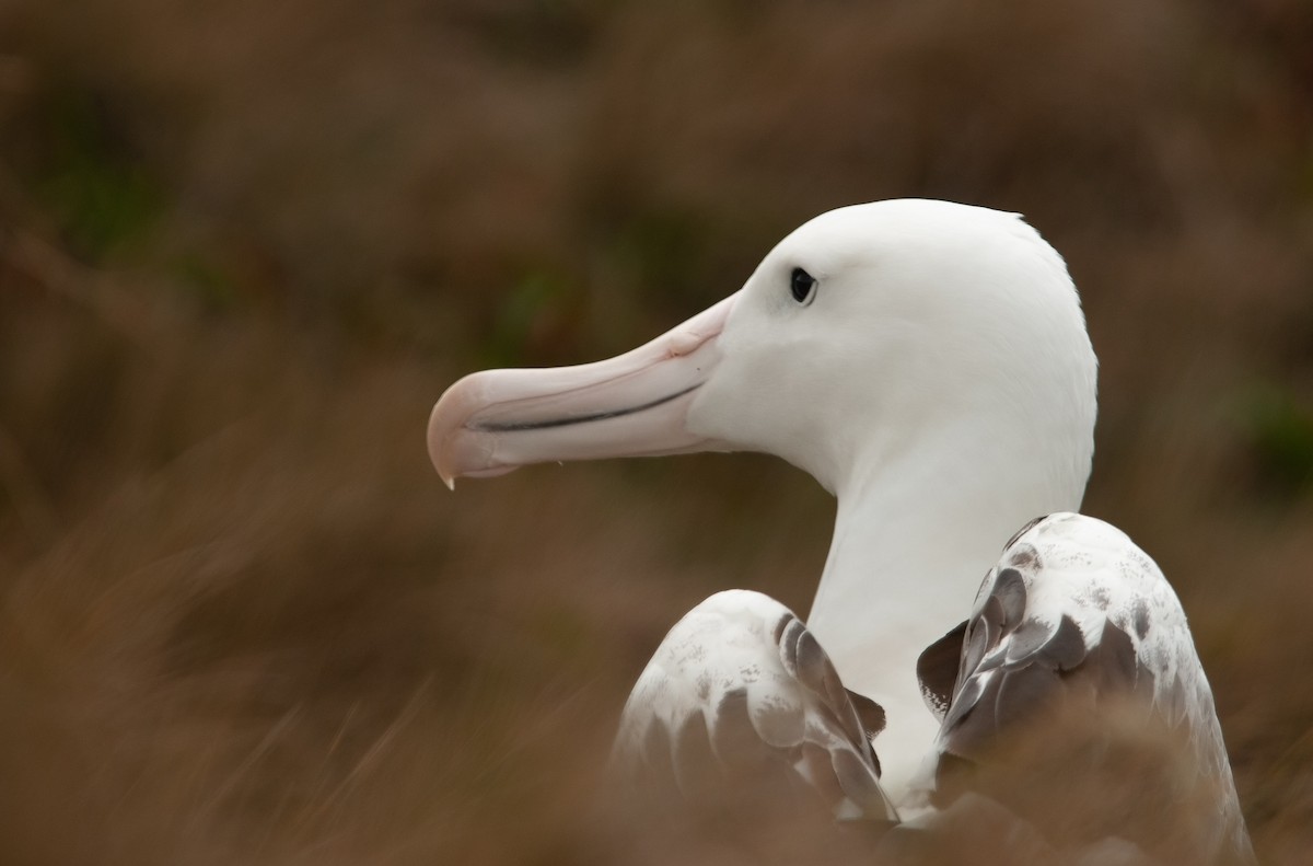 albatros Sanfordův/královský - ML405998311