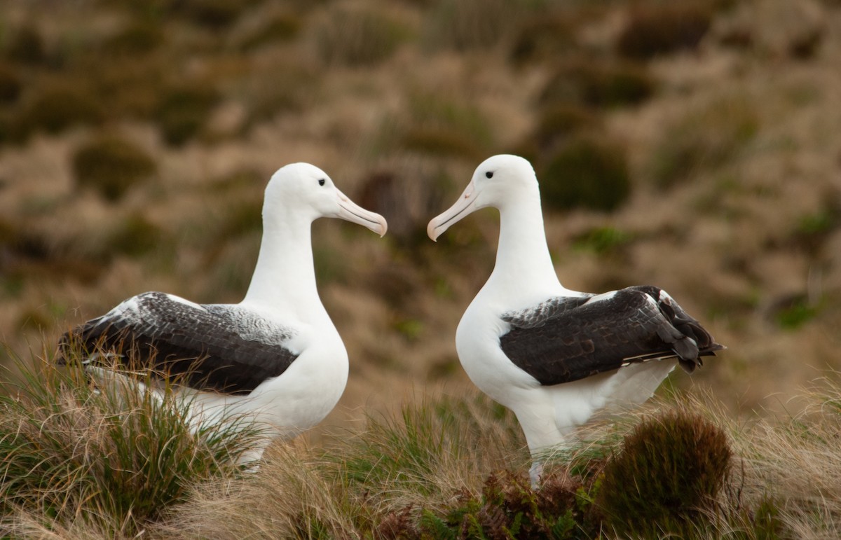 Northern/Southern Royal Albatross - Santiago Imberti