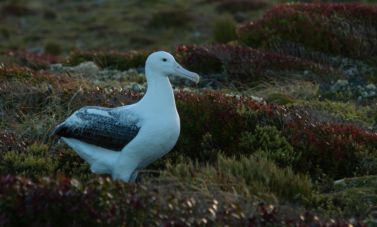 Northern/Southern Royal Albatross - Santiago Imberti
