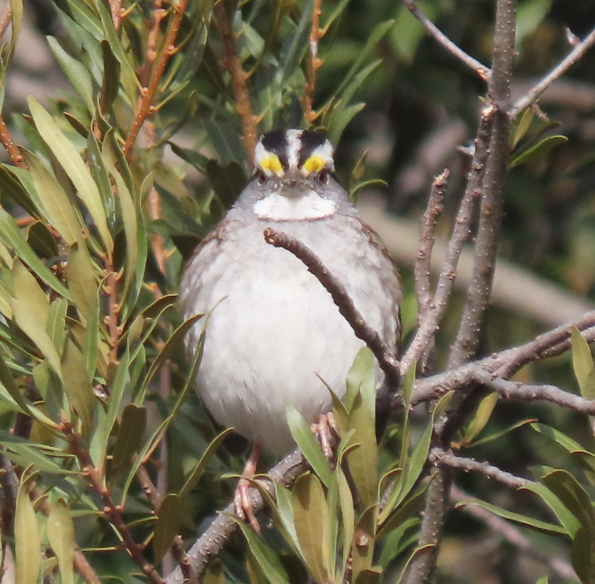 White-throated Sparrow - ML406012411