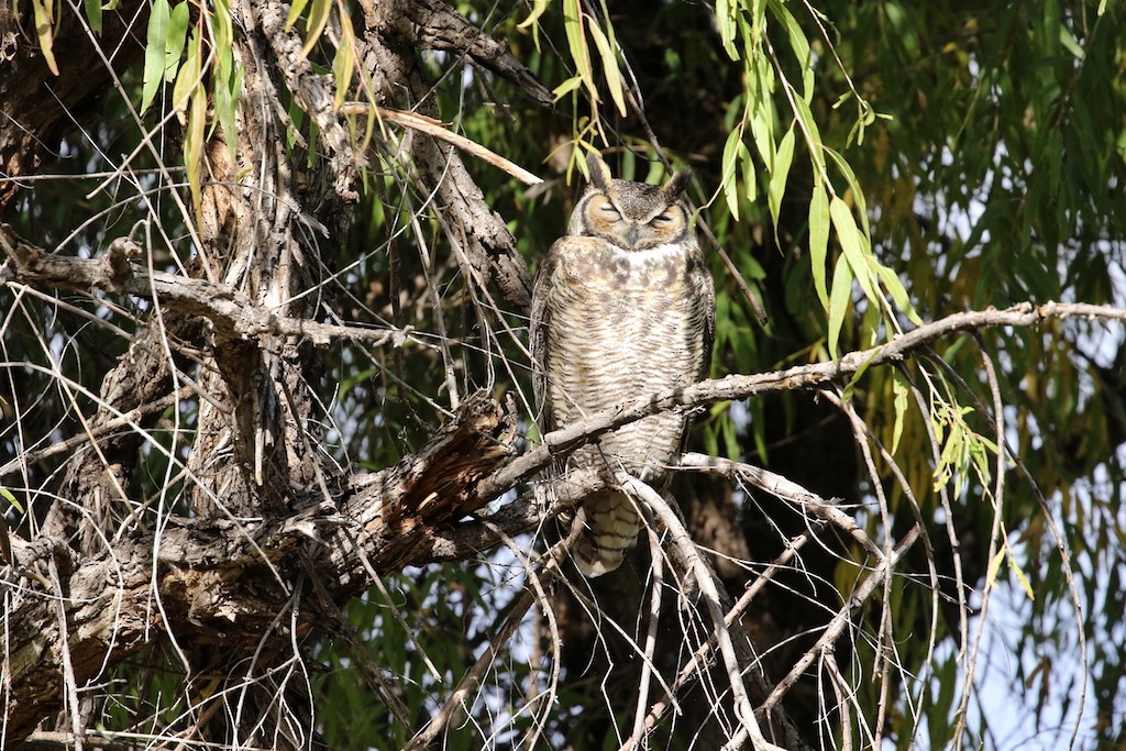Great Horned Owl - ML40601661