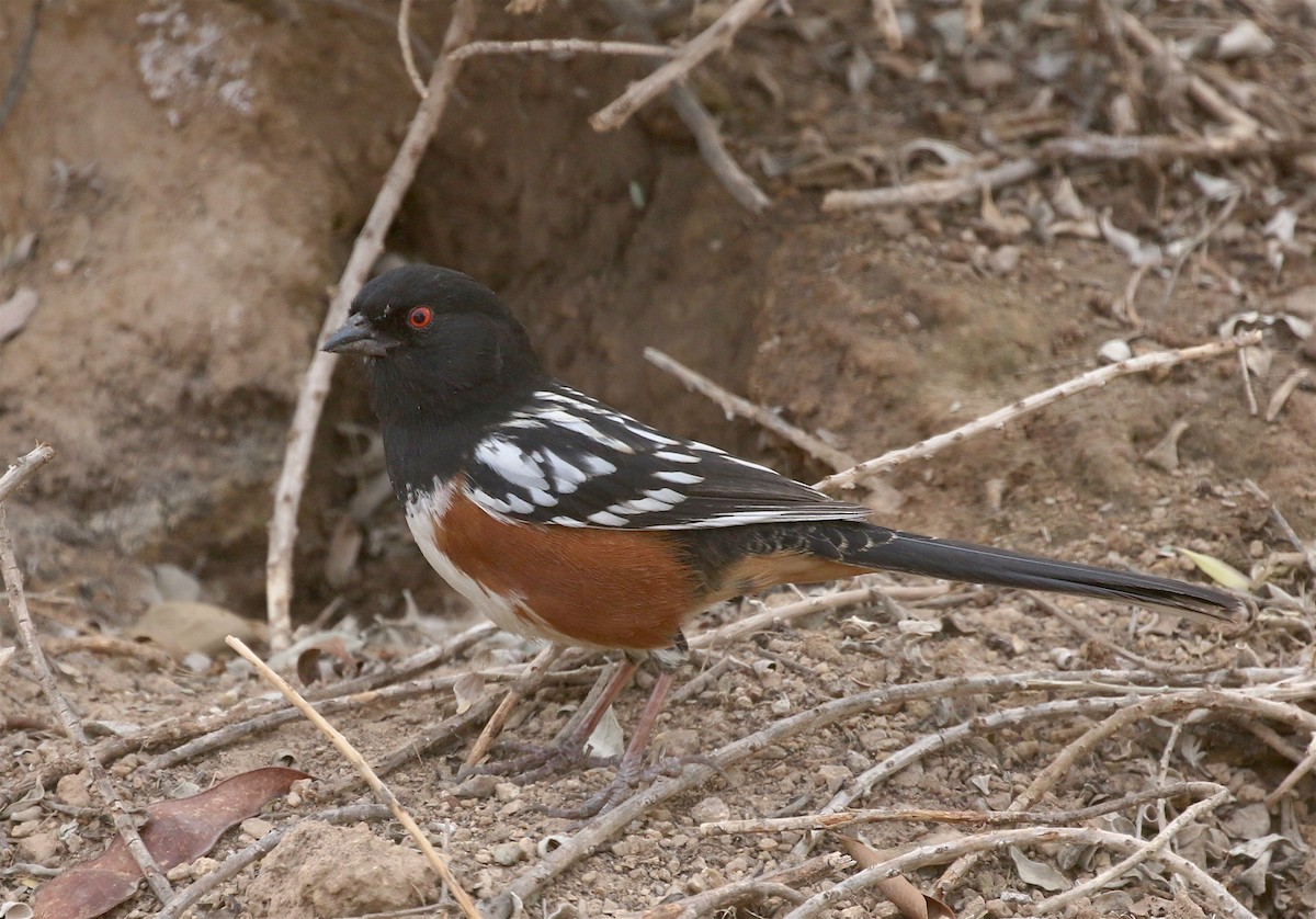 Spotted Towhee - ML406019341