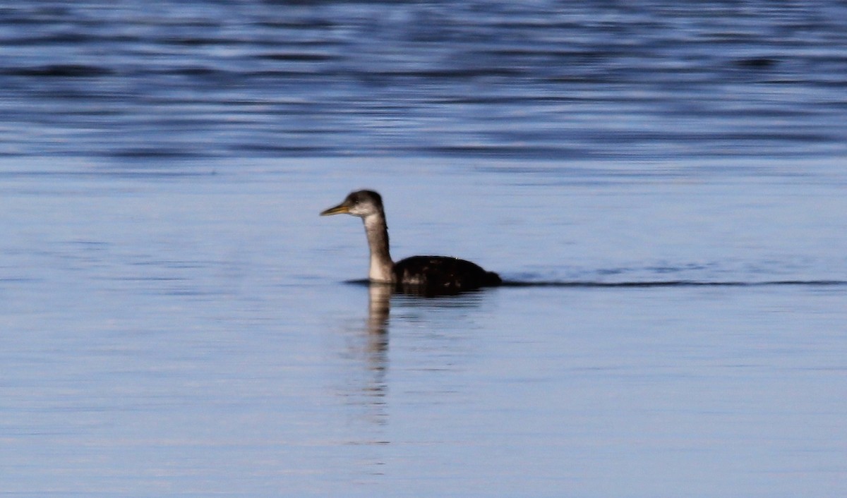 Red-necked Grebe - ML406031891
