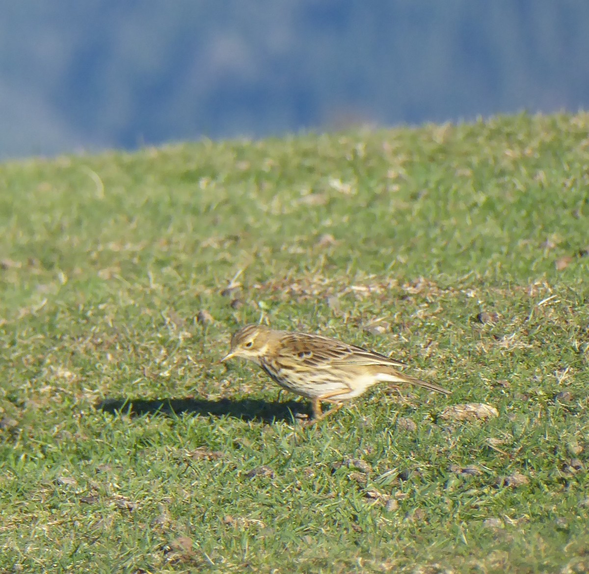 Meadow Pipit - ML406046381