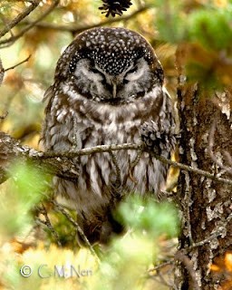 Boreal Owl - Chris Neri