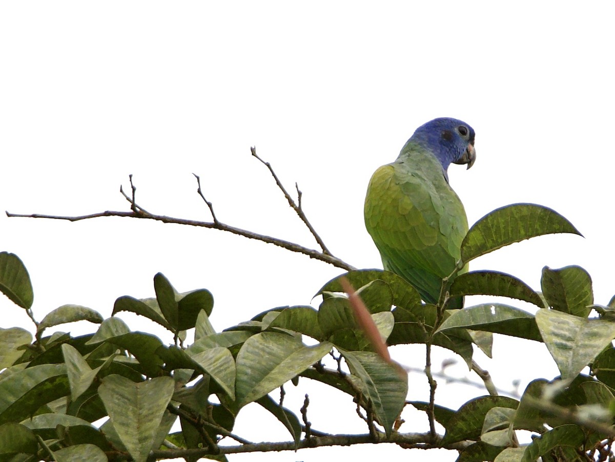 Blue-headed Parrot - Bobby Wilcox
