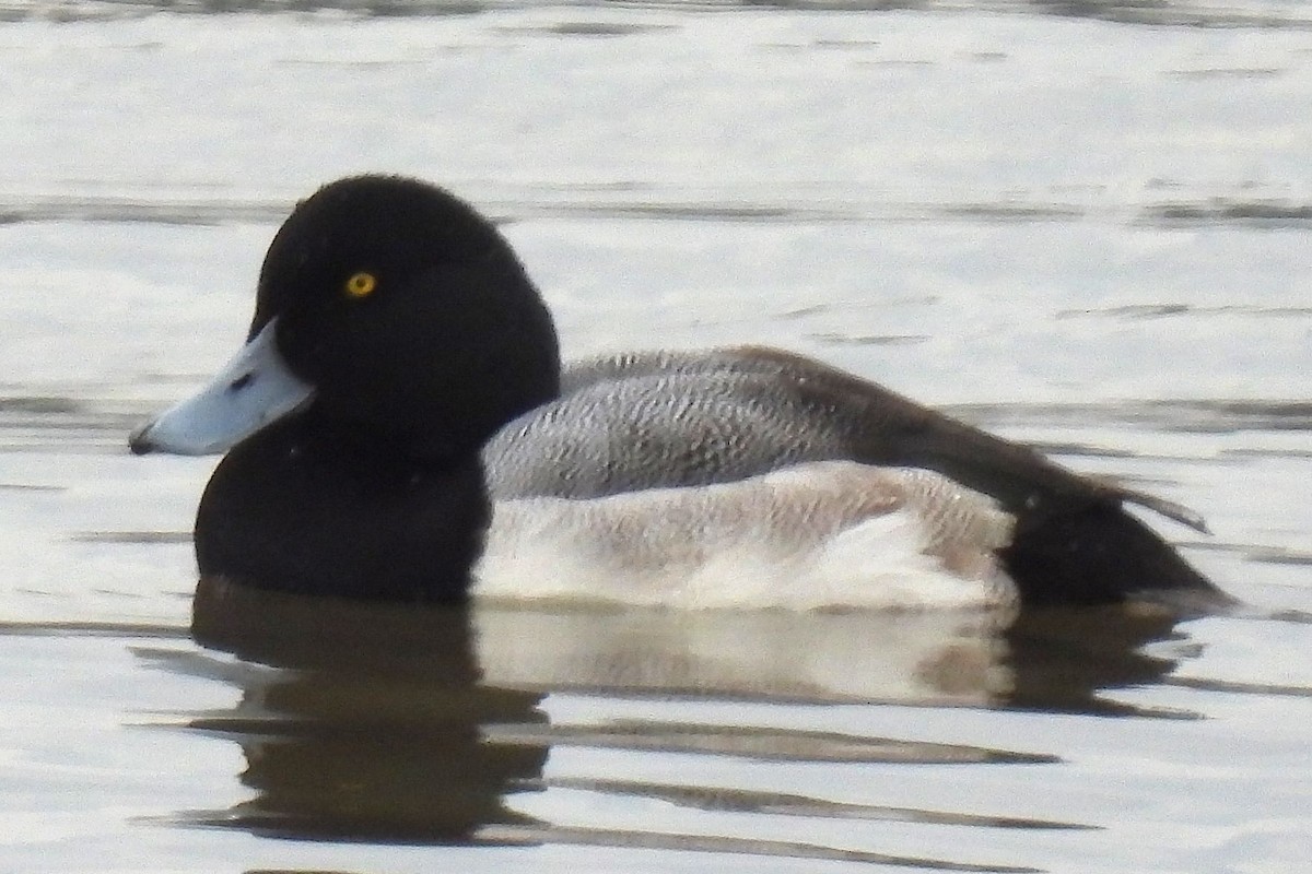 Greater Scaup - Eric Monaghen
