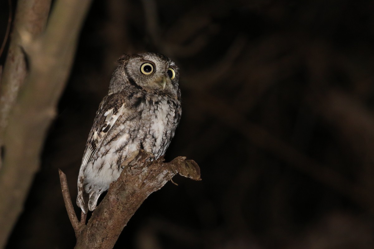 Eastern Screech-Owl - Kojo Baidoo