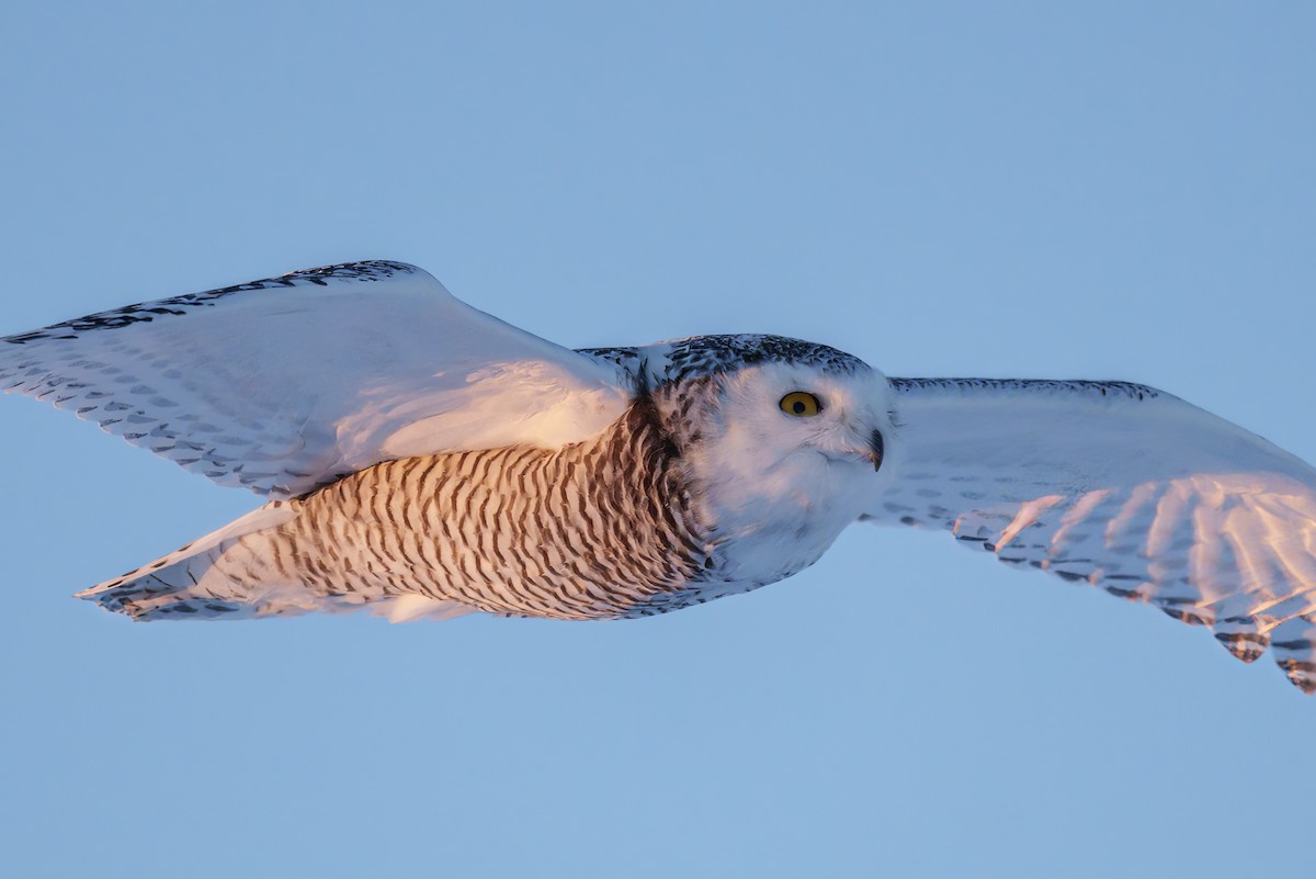 Snowy Owl - ML406073881