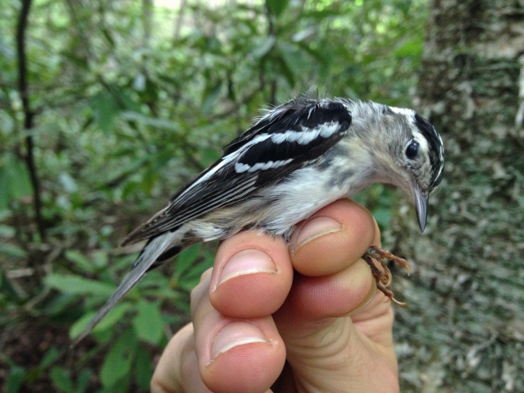 Black-and-white Warbler - ML406074571