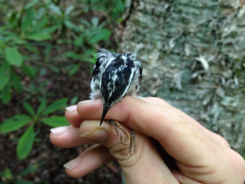 Black-and-white Warbler - ML406074591
