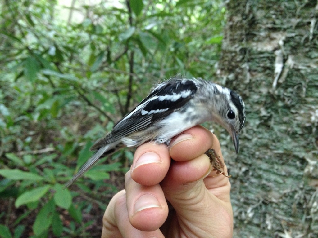 Black-and-white Warbler - ML406074611