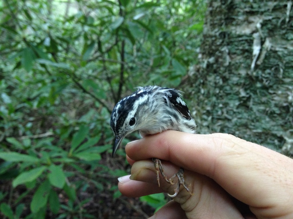Black-and-white Warbler - ML406074641