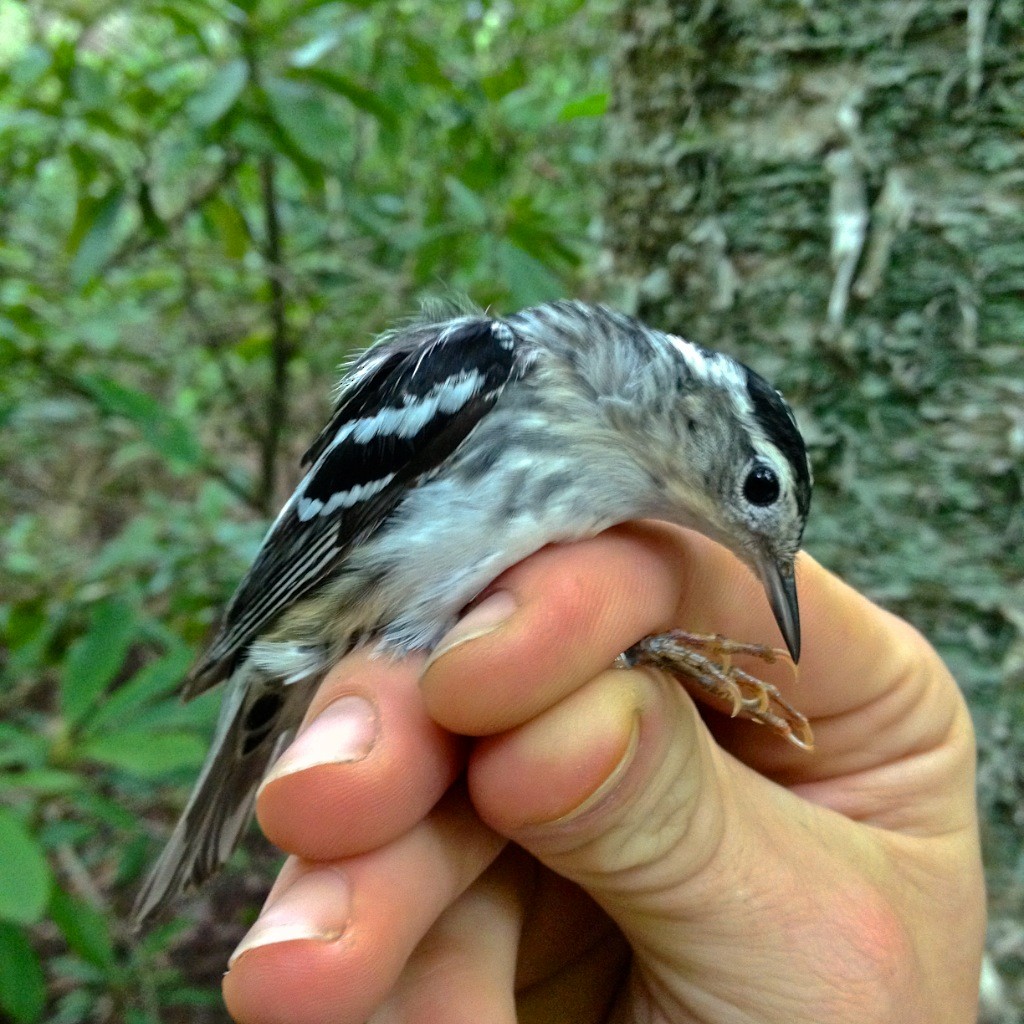 Black-and-white Warbler - ML406074651