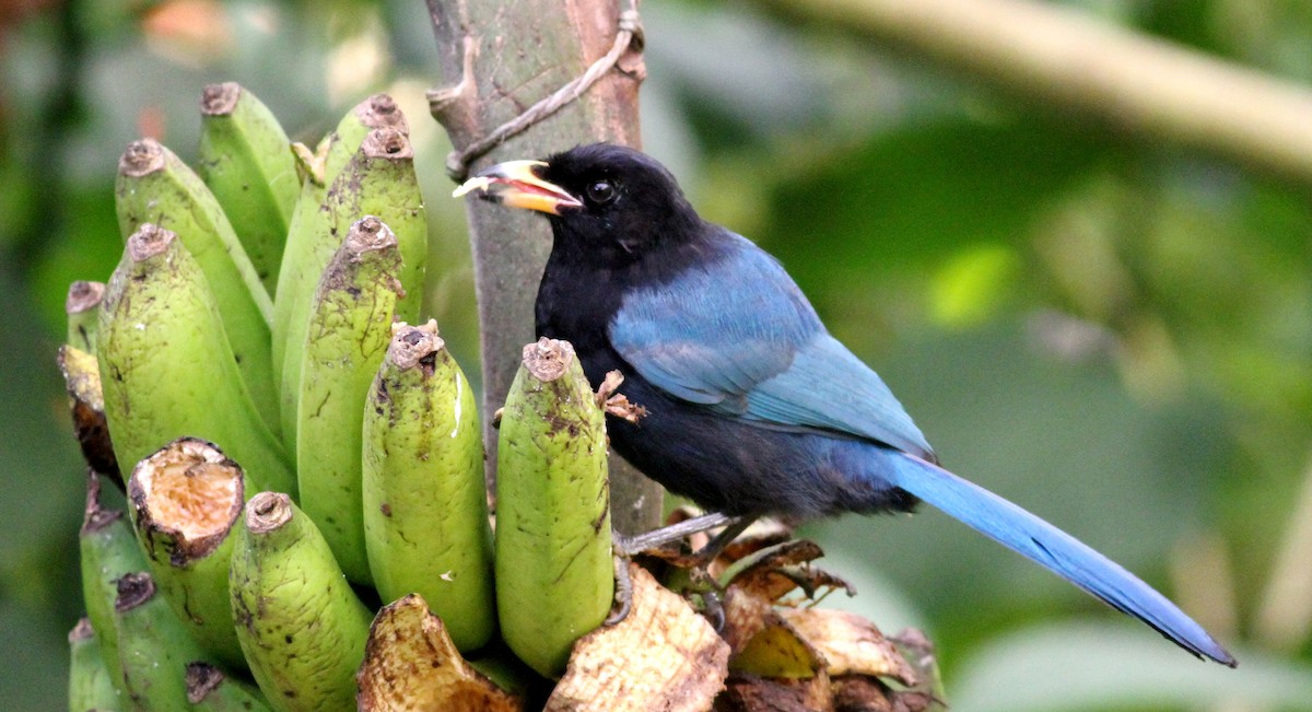 Bushy-crested Jay - Georges Duriaux