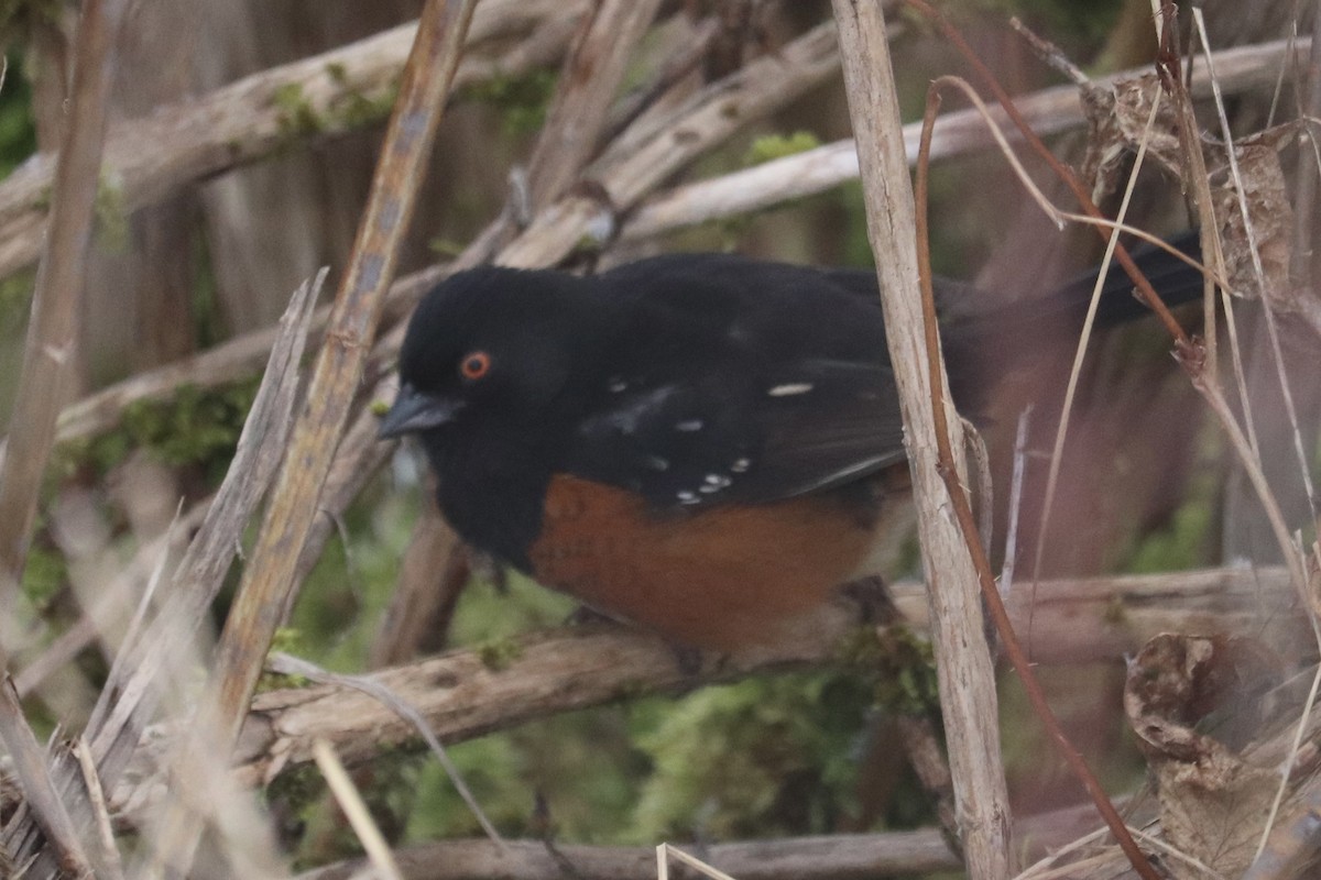 Spotted Towhee - ML406076011