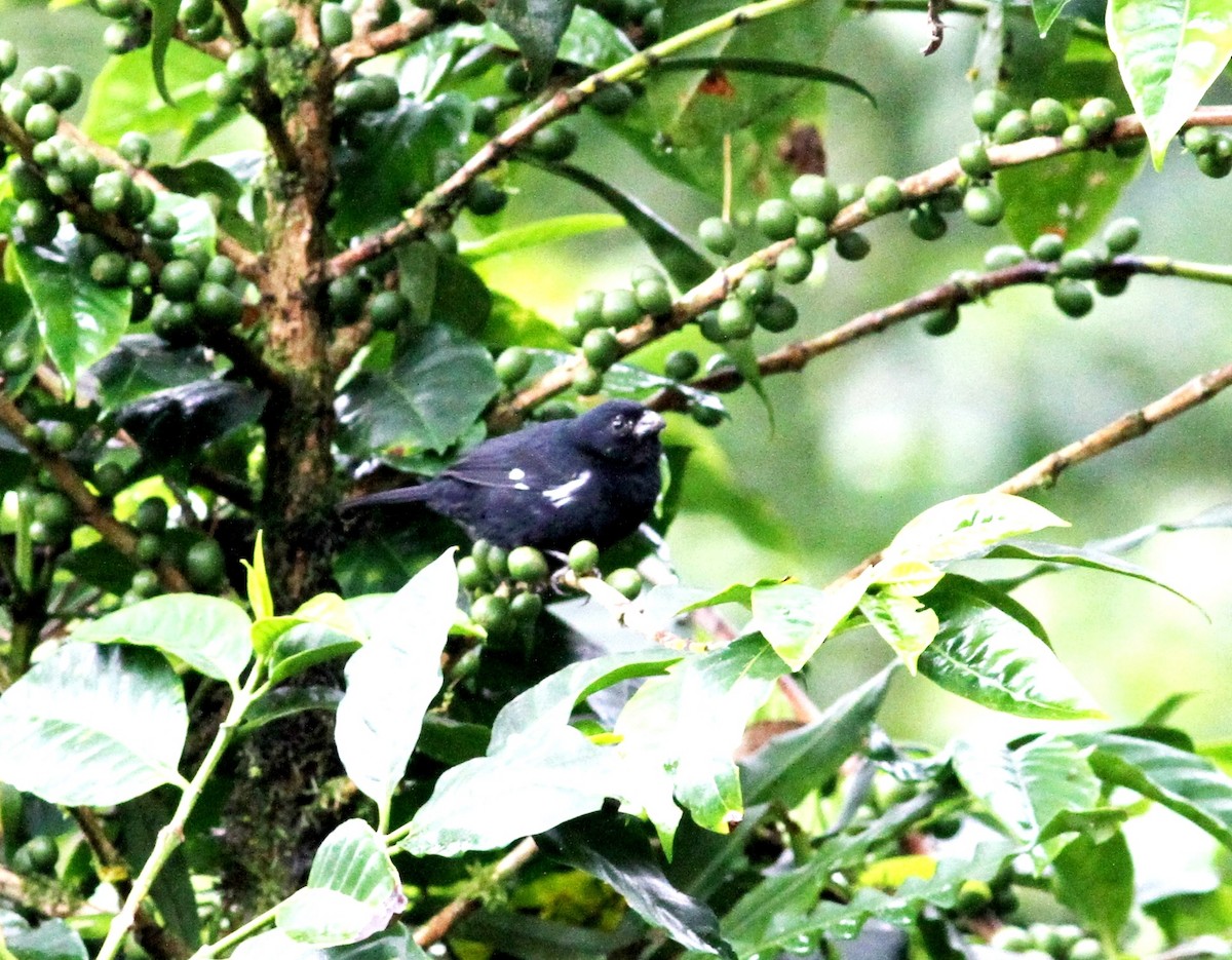 Variable Seedeater - ML40607941
