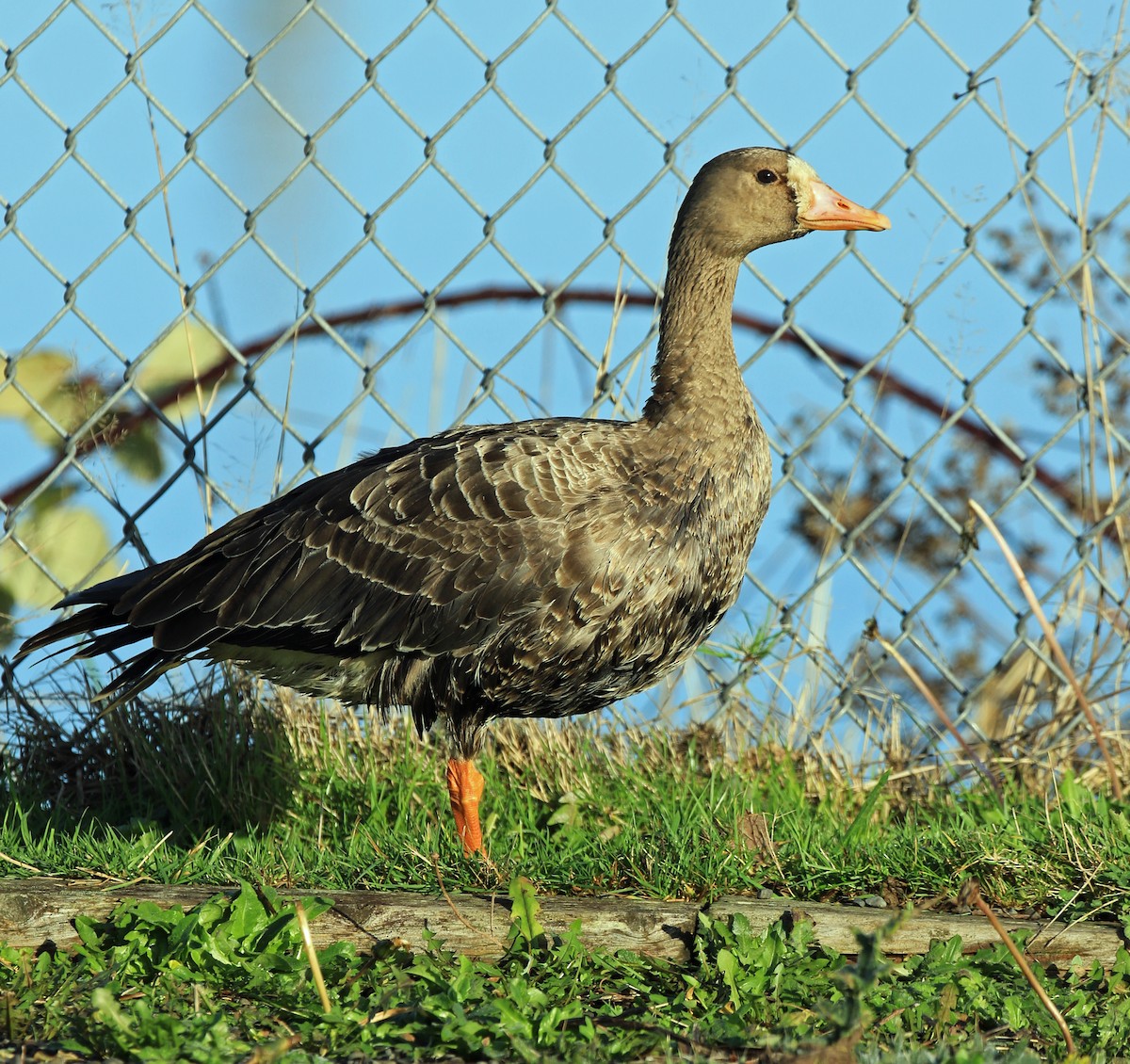 Greater White-fronted Goose - Blair Bernson
