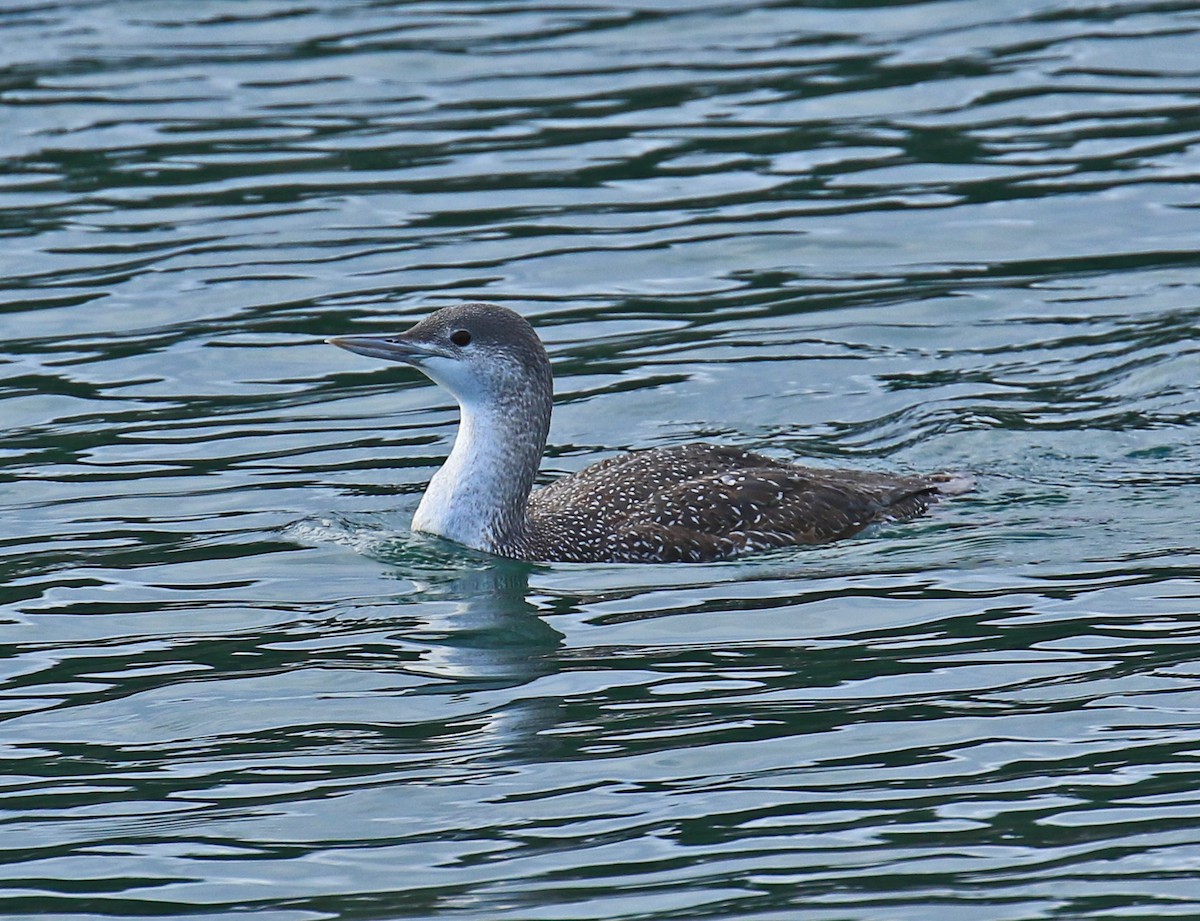 Red-throated Loon - ML40608171
