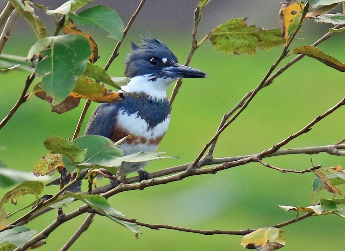 Belted Kingfisher - ML40608421