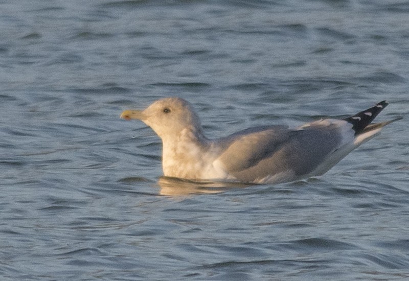 Iceland Gull (Thayer's) - Jerry Ting