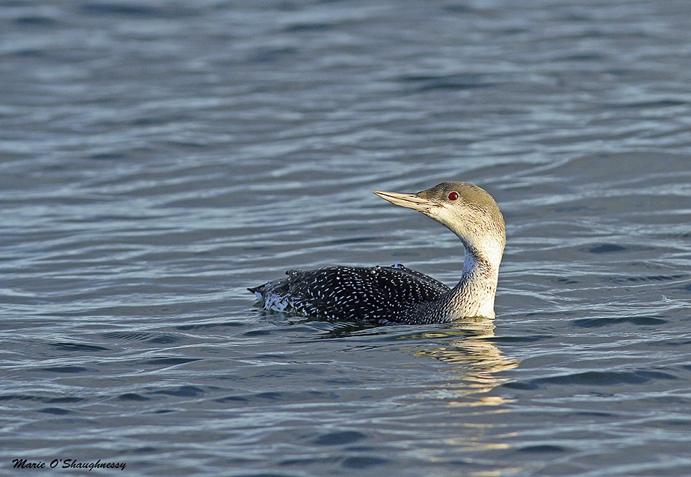 Red-throated Loon - ML40610311