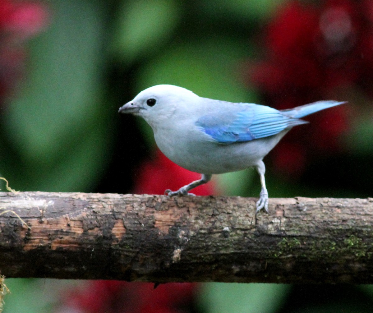 Blue-gray Tanager - ML40610341