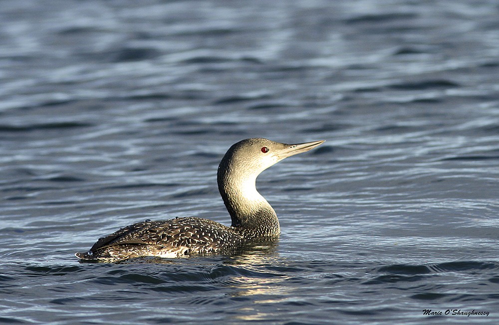 Red-throated Loon - Marie O'Shaughnessy