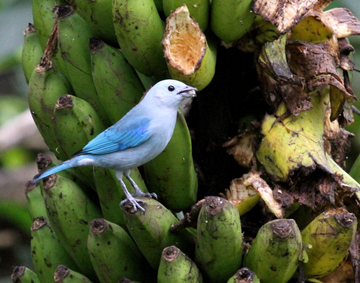 Blue-gray Tanager - ML40610371