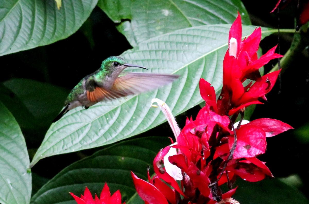 Stripe-tailed Hummingbird - Georges Duriaux