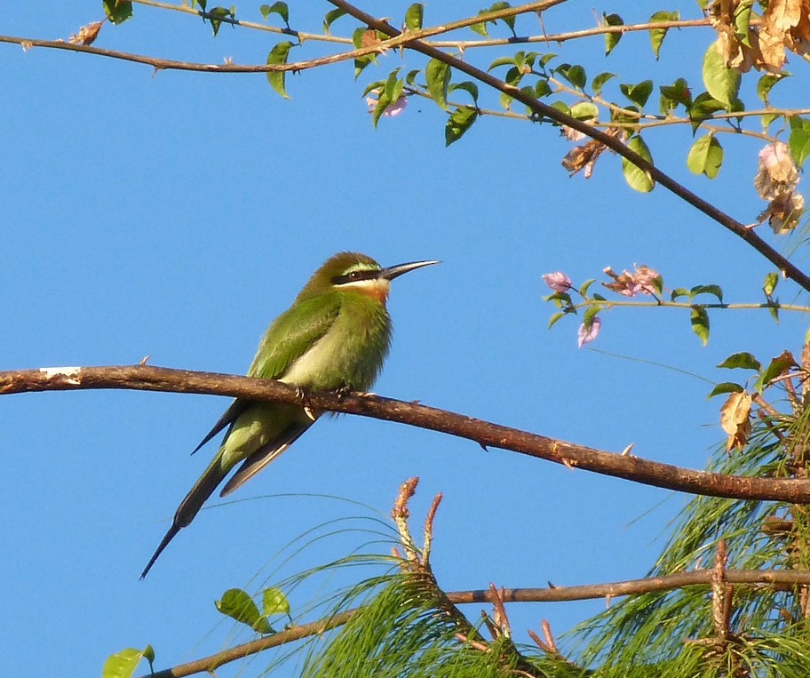 Madagascar Bee-eater - ML406107061