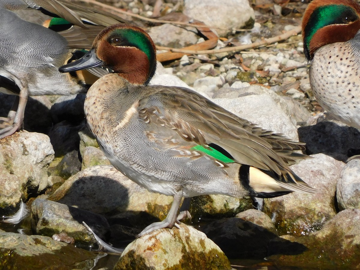 Green-winged Teal - ML406107251